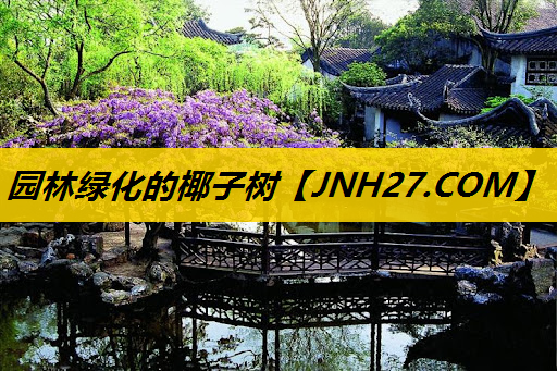 园林绿化的椰子树