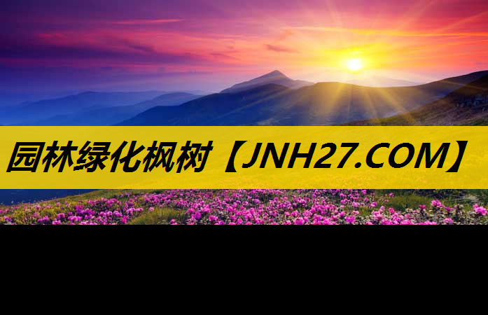 园林绿化枫树