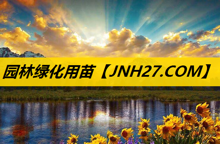 园林绿化用苗