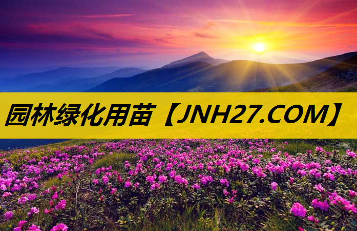 园林绿化用苗